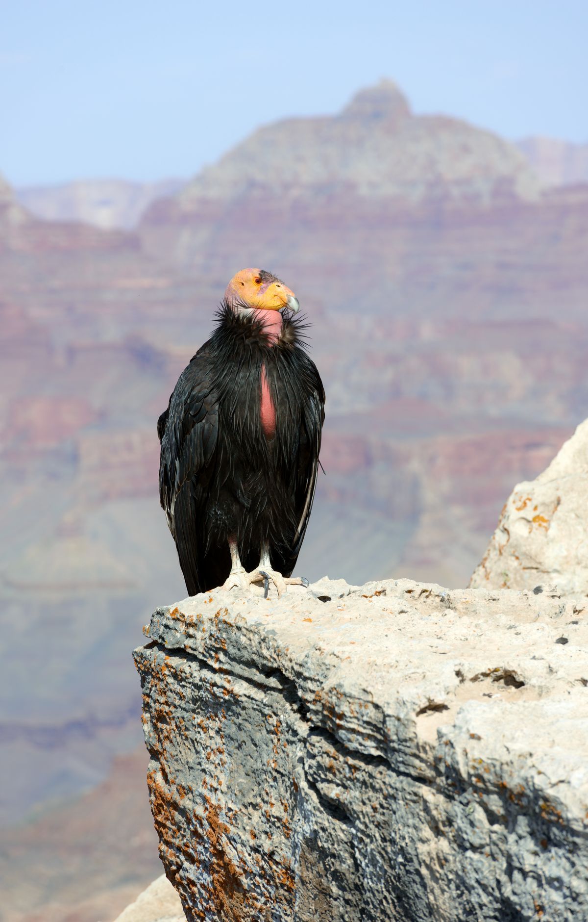 Grand Canyon - Gallery thumbnail 9