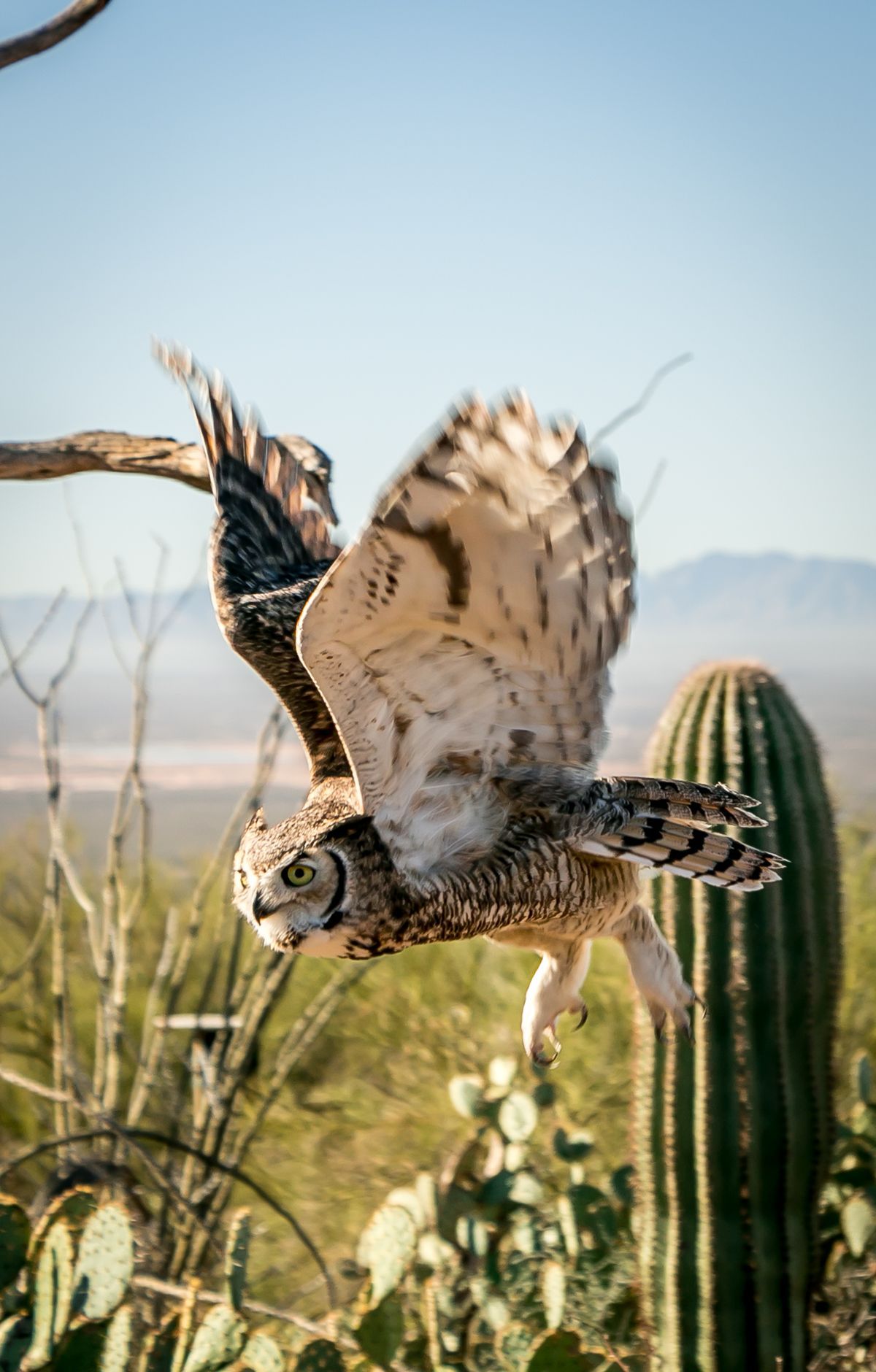 Saguaro - Gallery thumbnail 5