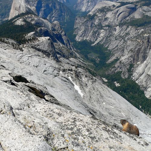 Tenaya Lake Trail
