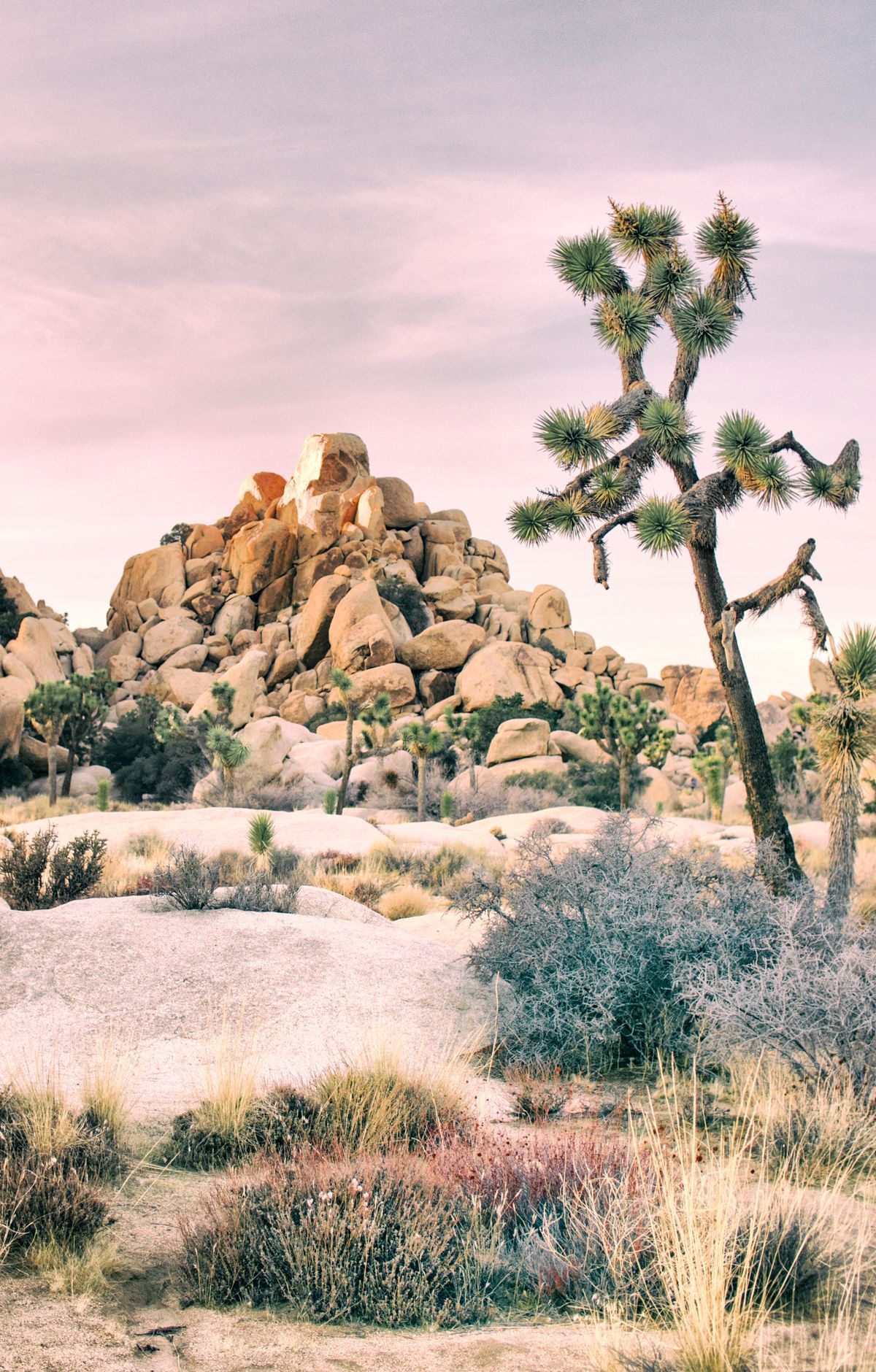 Joshua Tree National Park portrait view