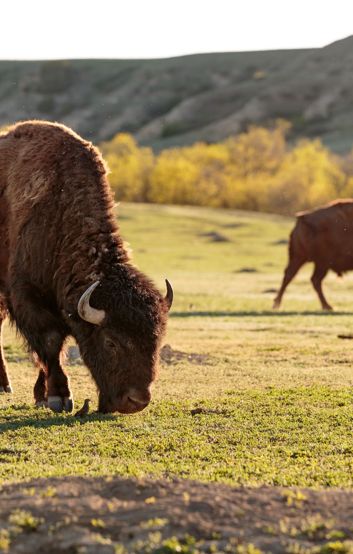 Bison Battles, Feral Horses, and Elk, Theodore Roosevelt National Park