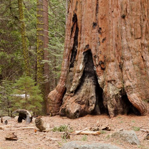 Grant Grove