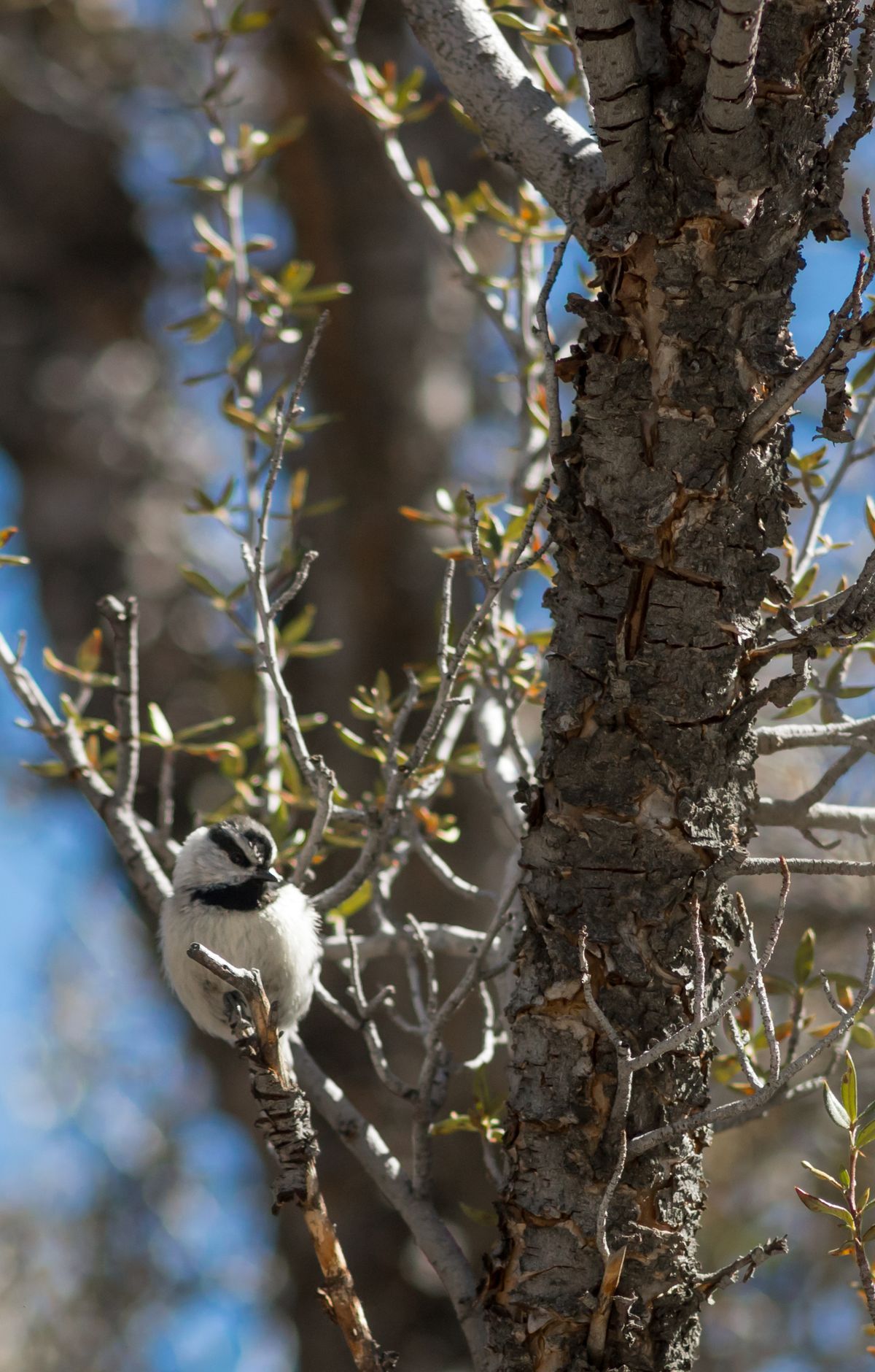 Great Basin - Gallery thumbnail 4