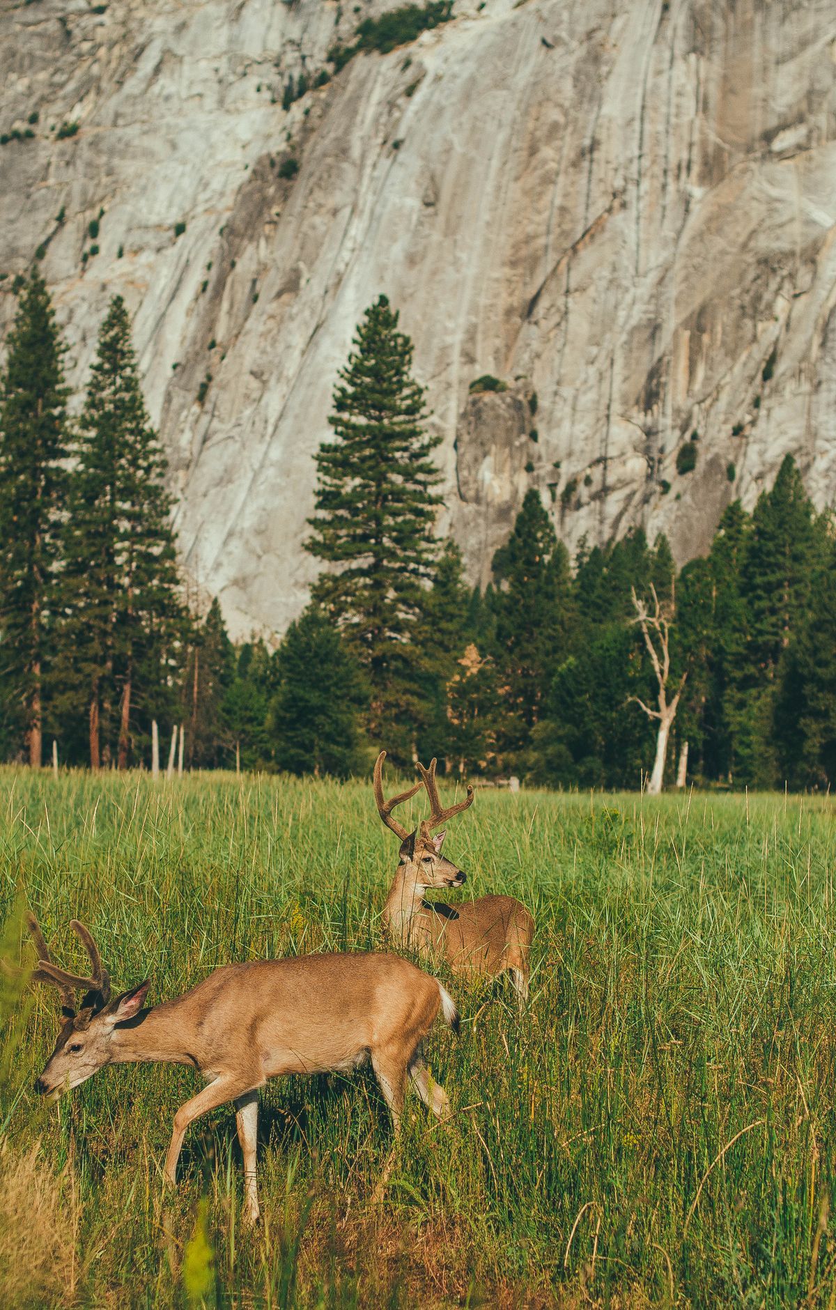 Yosemite - Gallery thumbnail 2