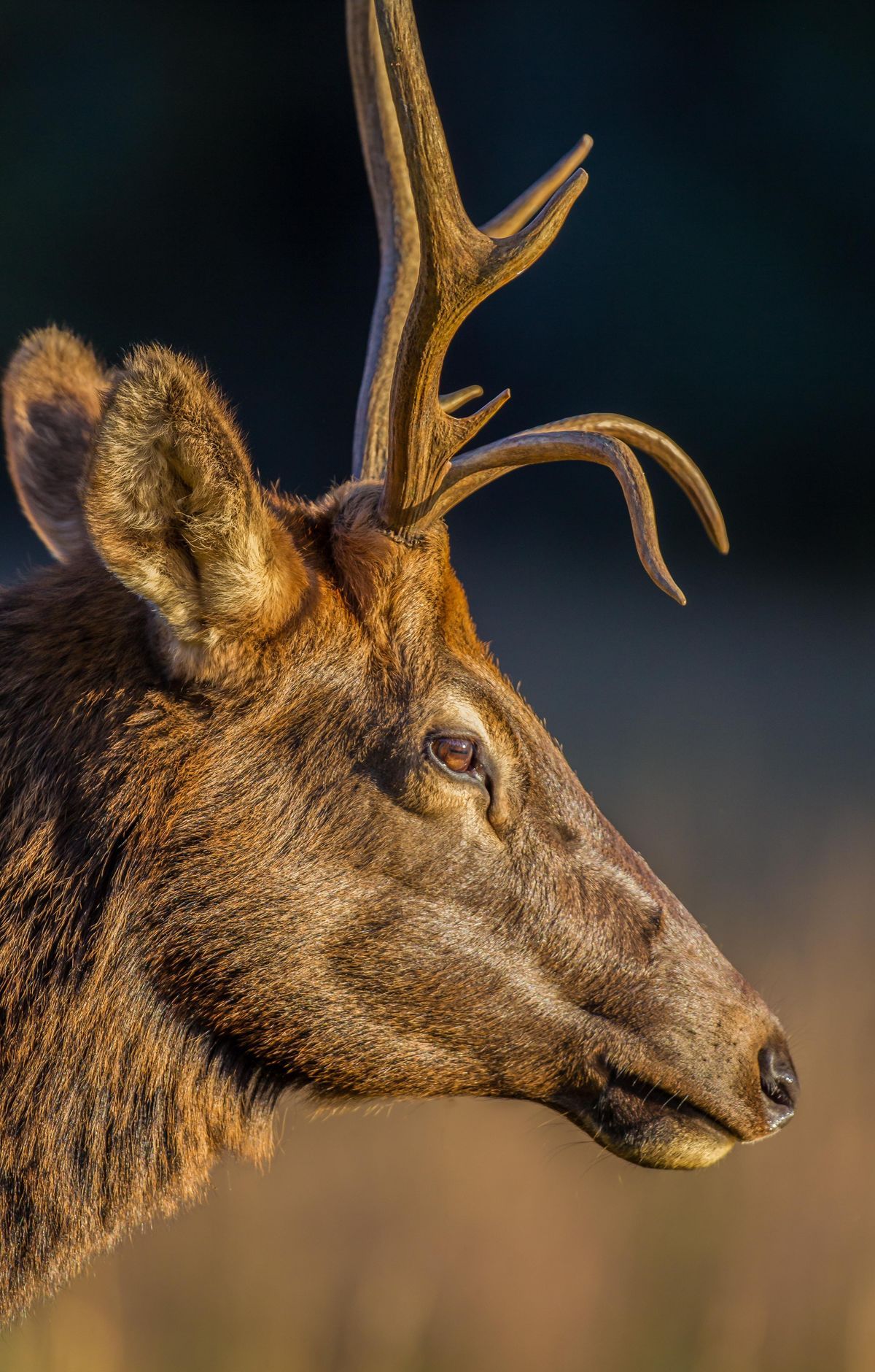 Great Smoky Mountains - Gallery thumbnail 9
