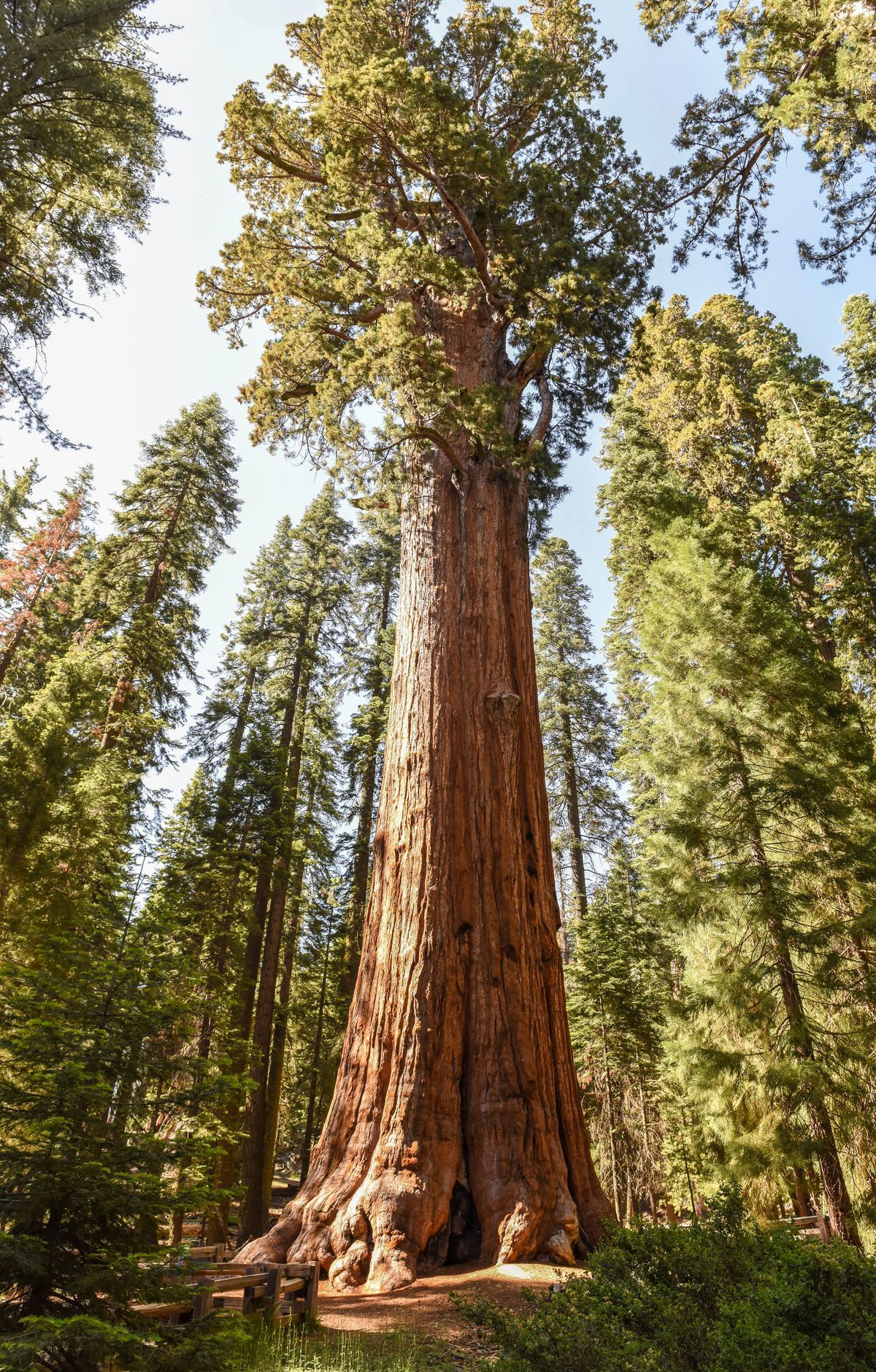 Sequoia & Kings Canyon - Gallery thumbnail 3