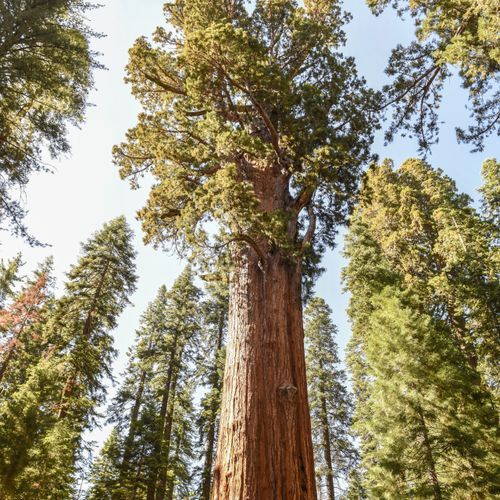 Sherman Tree Trail
