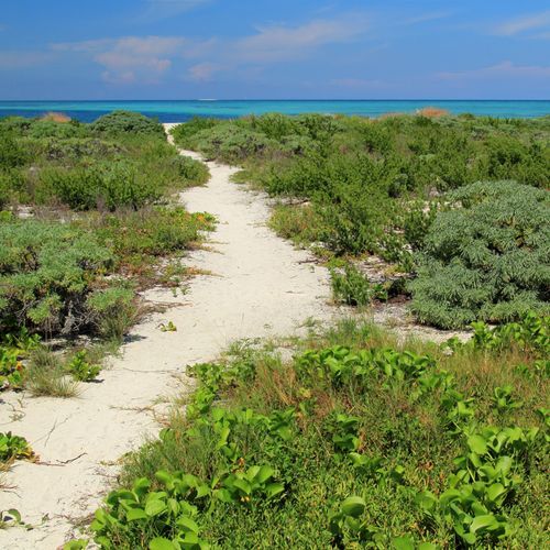 Bush Key