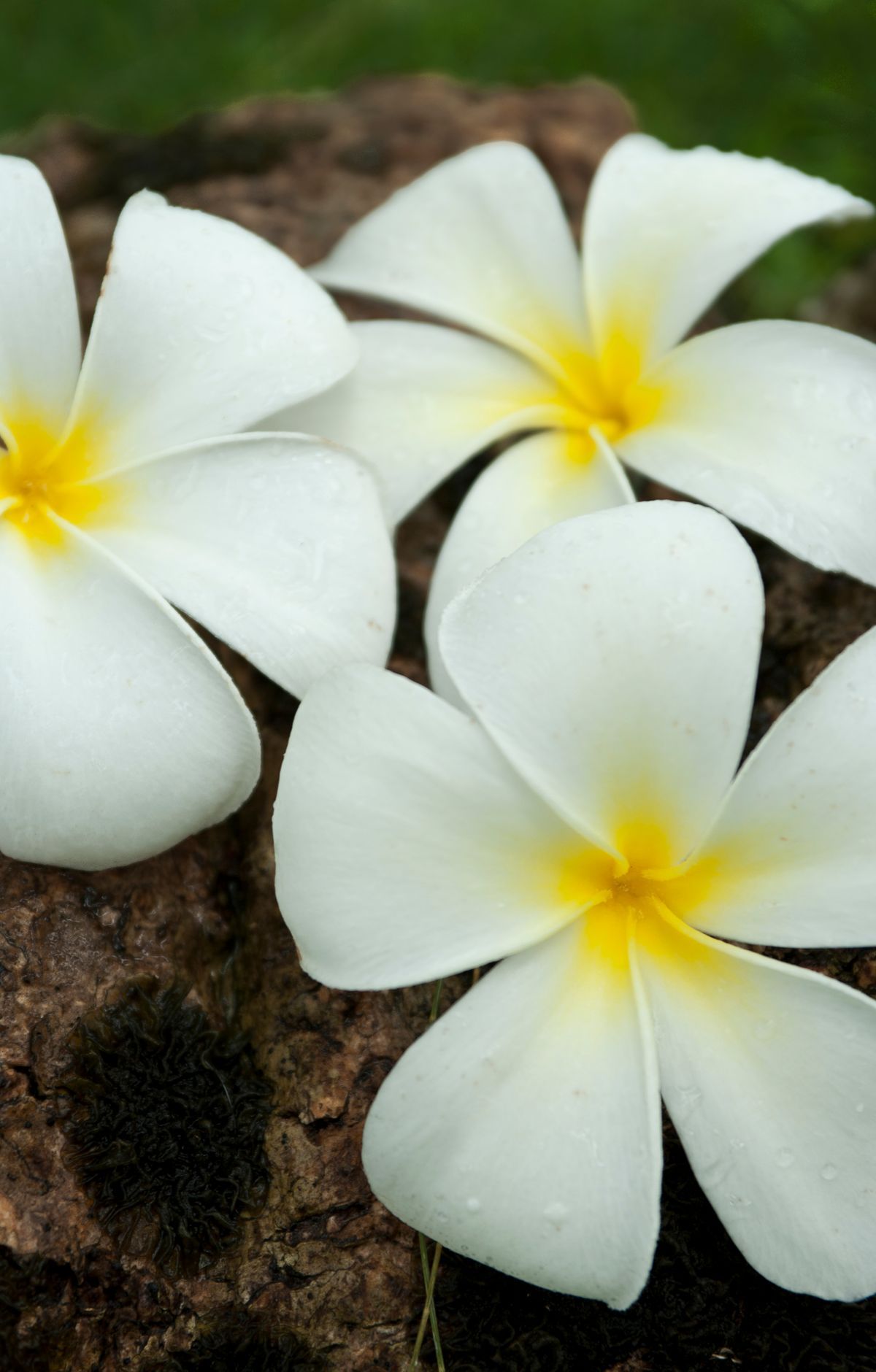 National Park of American Samoa - Gallery thumbnail 3