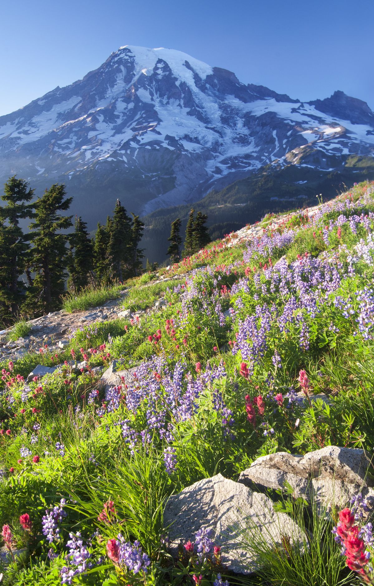 John Muir and the Fifth National Park, Mount Rainier National Park