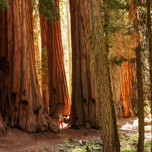 Giant Forest
