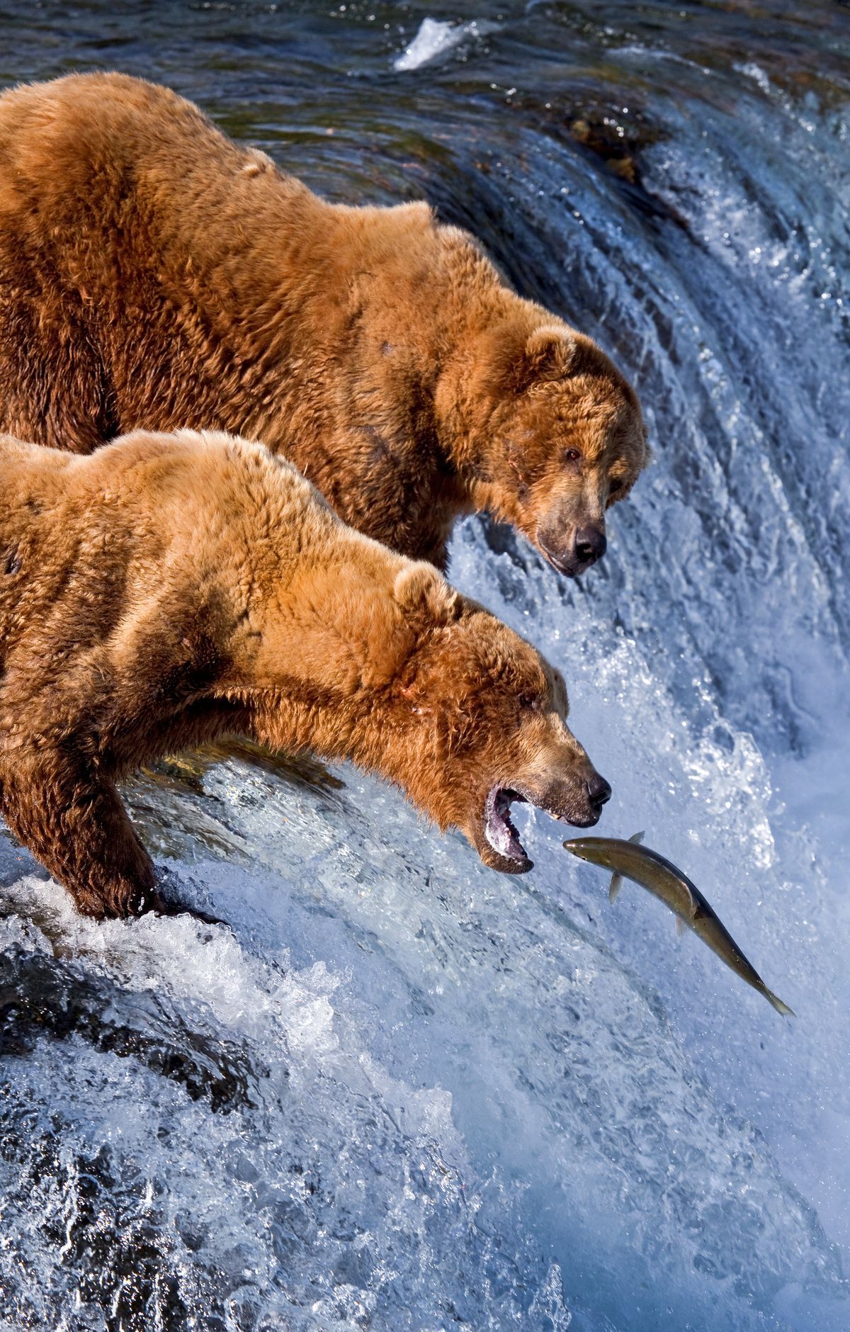 Sockeye Salmon and World-Class Brooks Fishing, Katmai National Park & Preserve