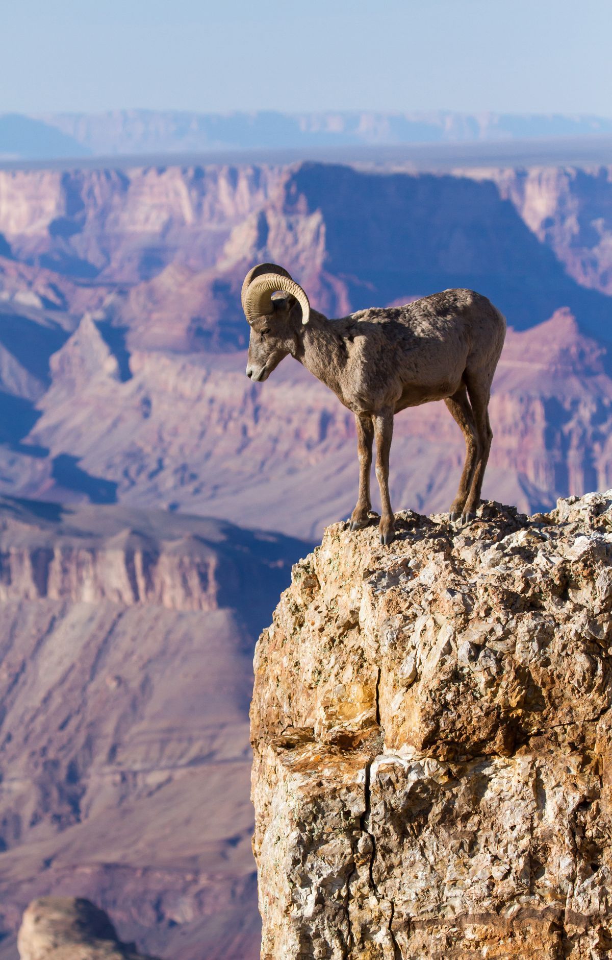 Grand Canyon - Gallery thumbnail 3