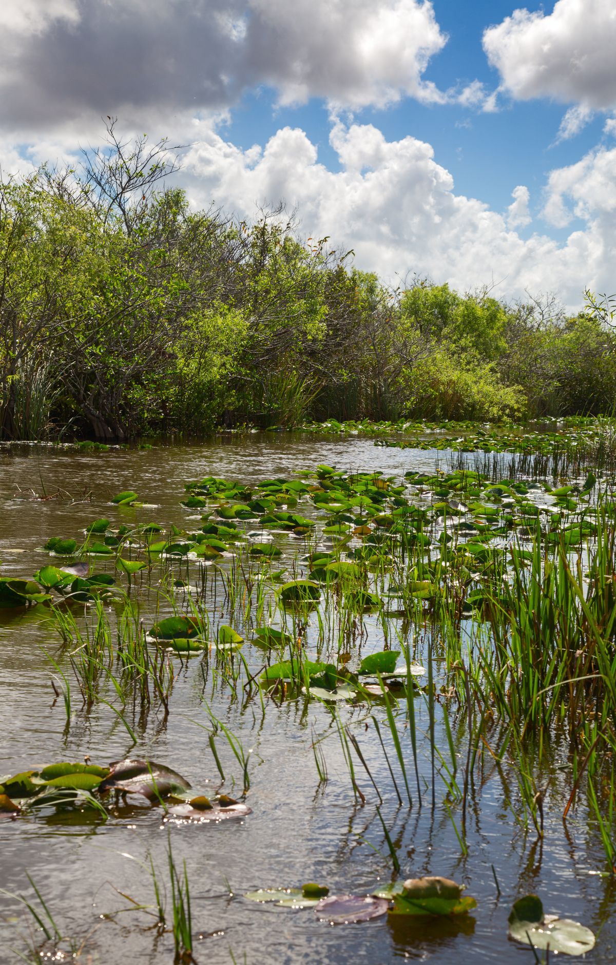 Marjory Stoneman Douglas and the Park's Fight, Everglades National Park
