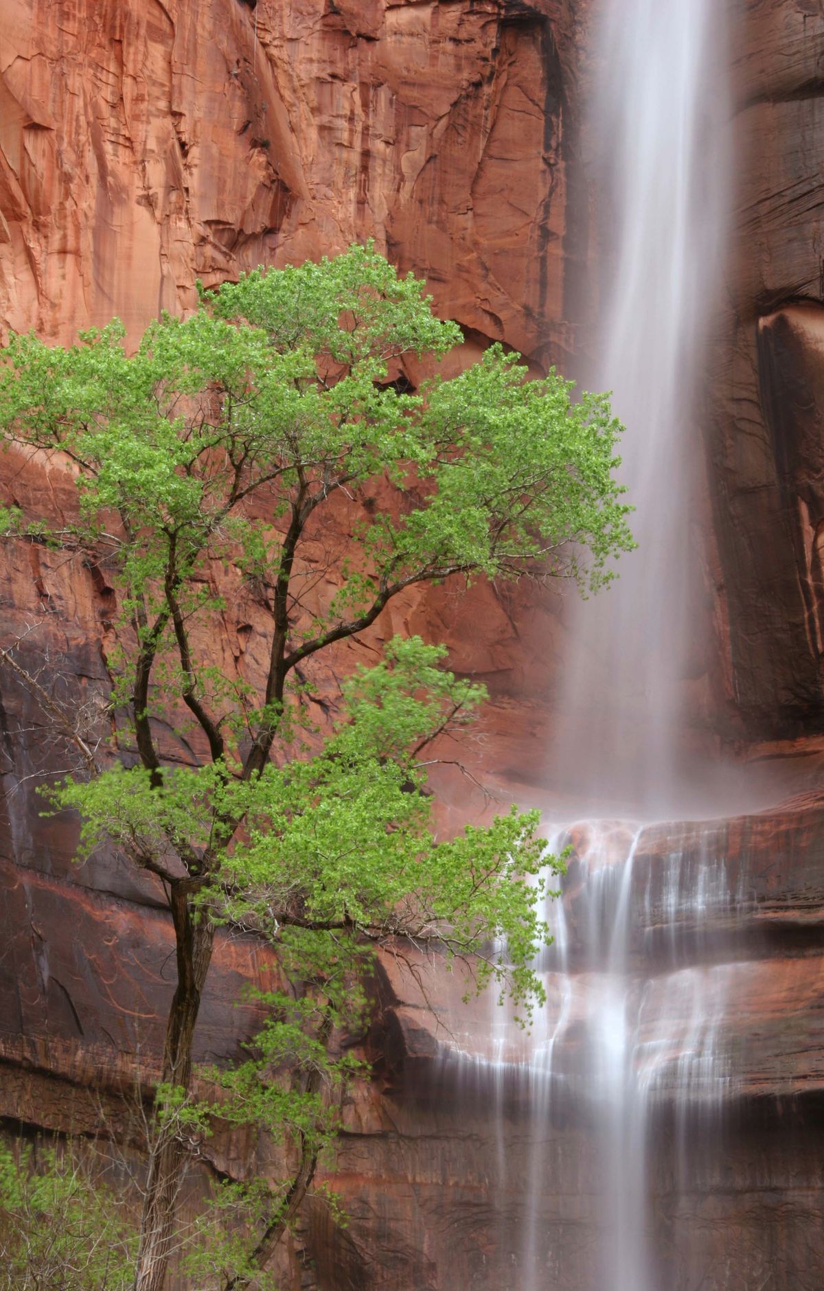 Zion - Gallery thumbnail 4