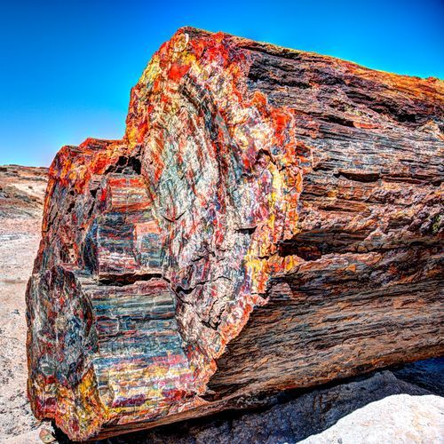 Petrified Forest