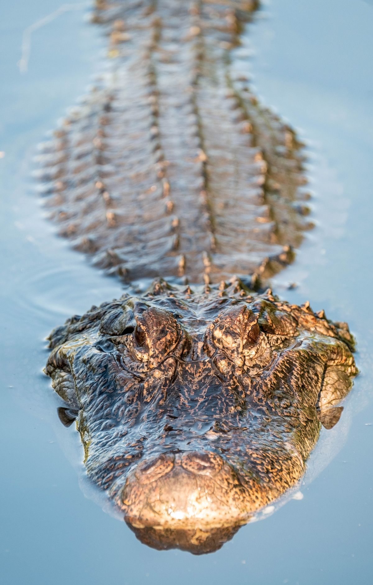 Crocodiles, Manatees, and Panthers, Everglades National Park