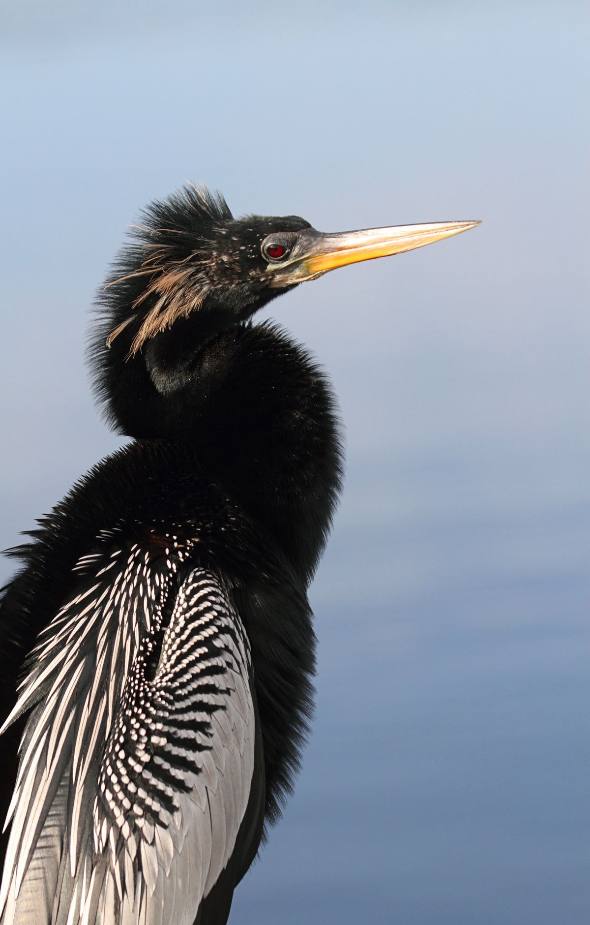 Everglades - Gallery thumbnail 7
