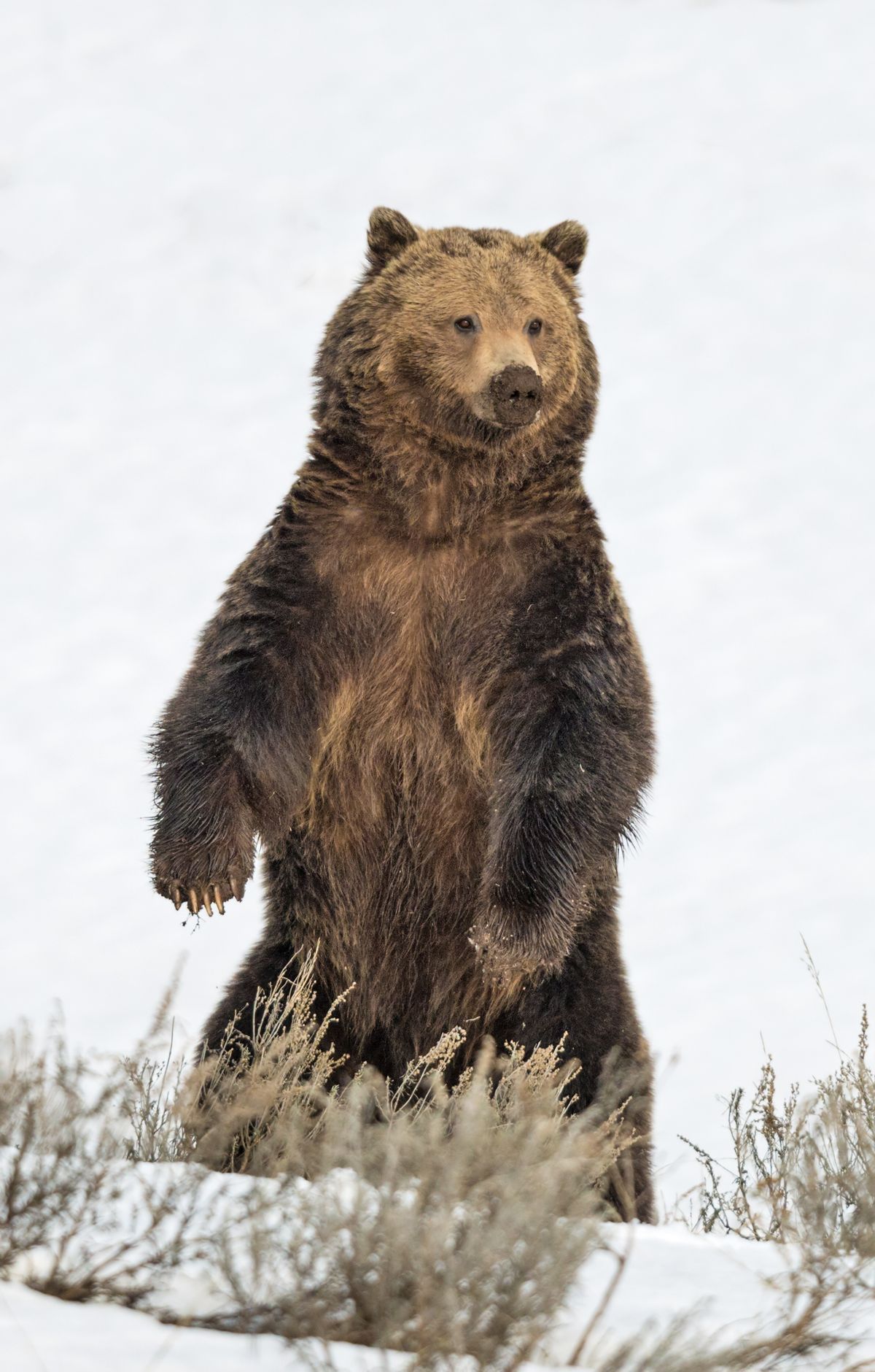 Yellowstone - Gallery thumbnail 12