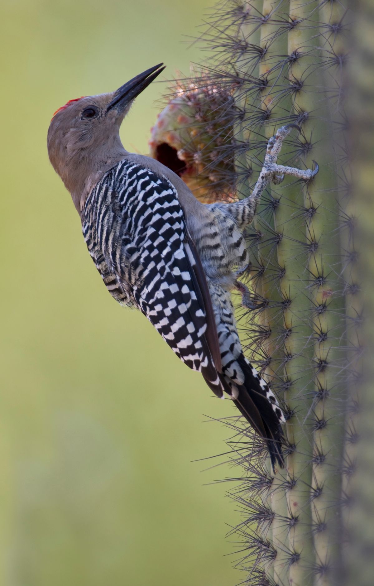 Saguaro - Gallery thumbnail 3