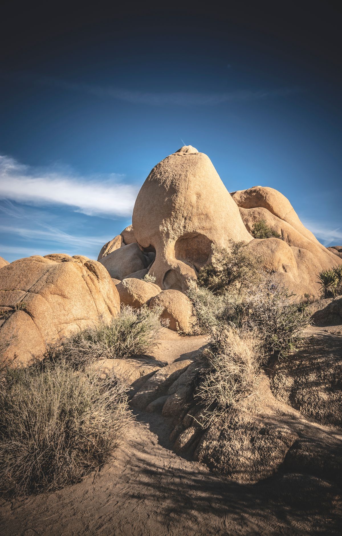 Joshua Tree - Gallery thumbnail 2
