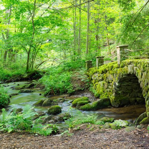 Elkmont