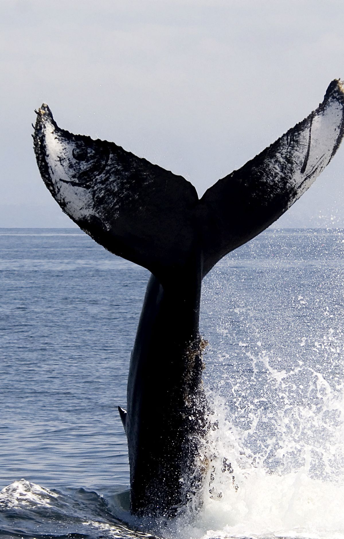 Blue, Gray and Humpback Whales of the Channel, Channel Islands National Park