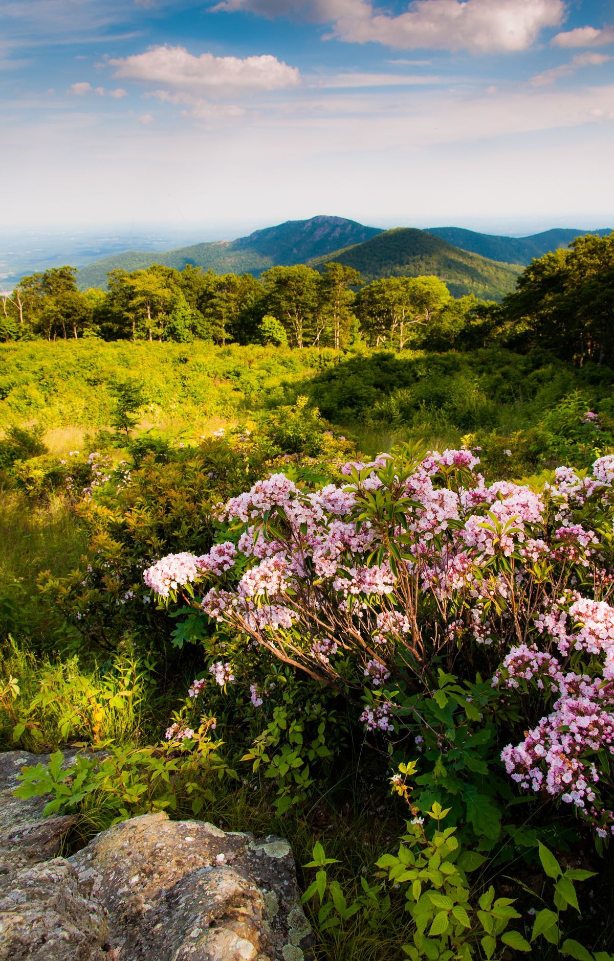 Spring Wildflowers and Wildflower Weekend, Shenandoah National Park