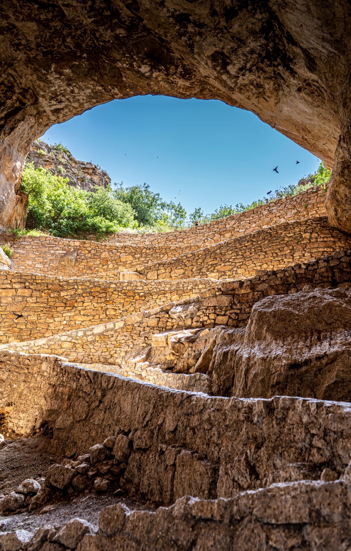 Cave Crickets, Ringtails and Thorny Desert Plants, Carlsbad Caverns National Park