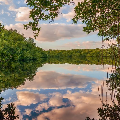 Everglades