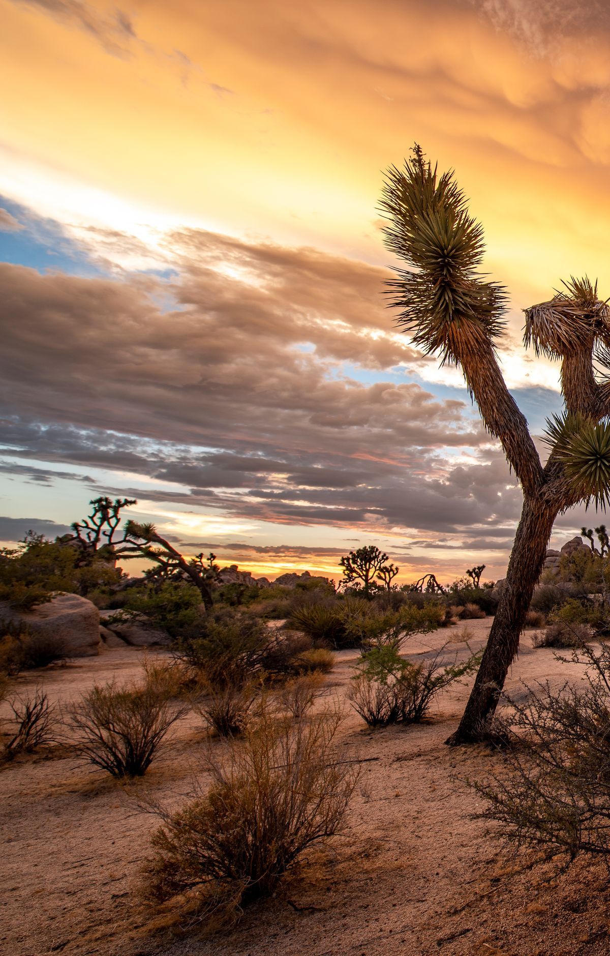 Where Mojave Meets Colorado Desert, Joshua Tree National Park