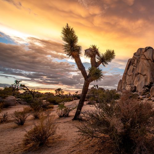 Joshua Tree