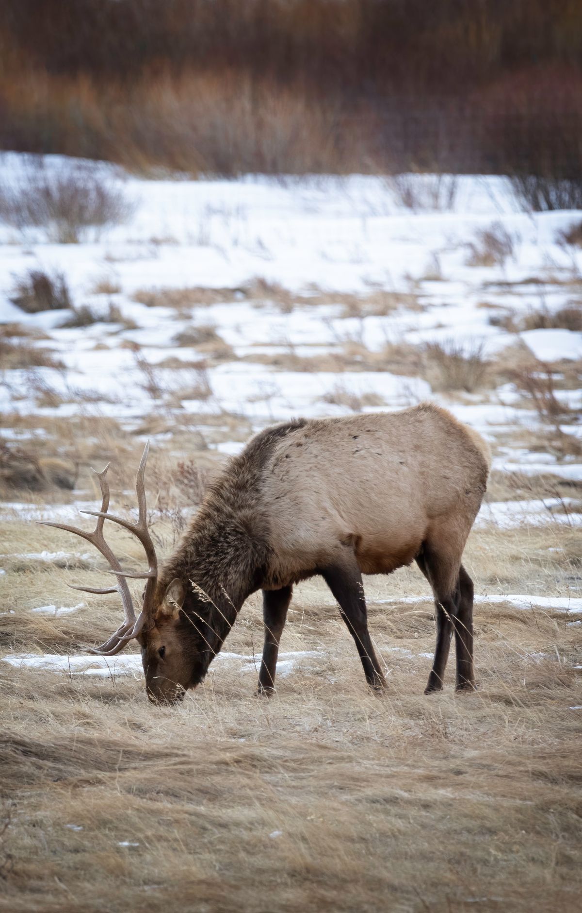 Rocky Mountain - Gallery thumbnail 3
