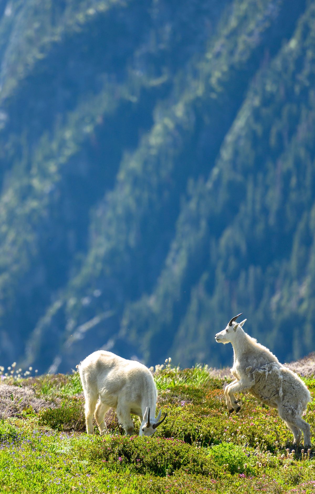North Cascades - Gallery thumbnail 3
