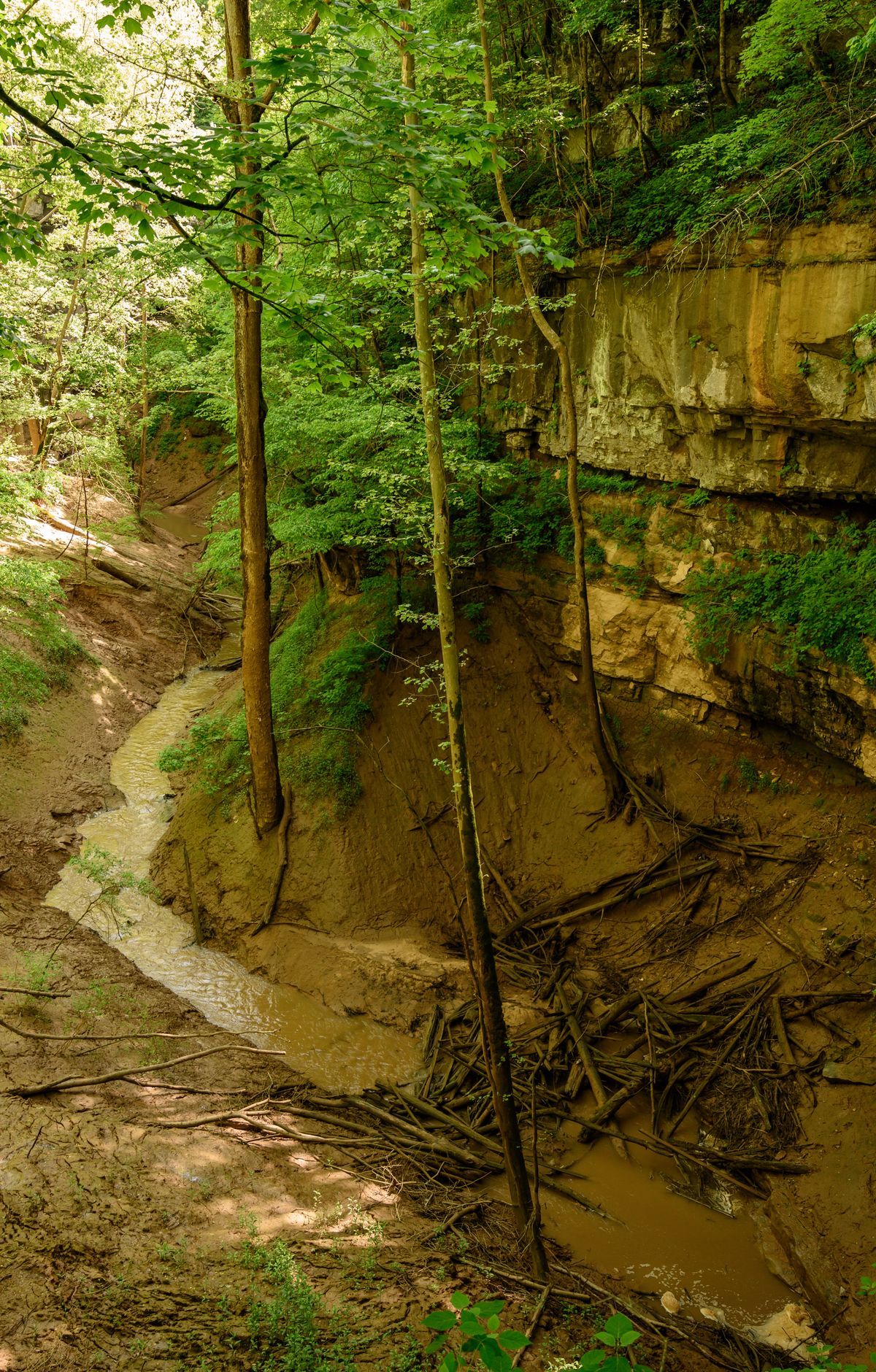 Old-Growth Forest Remnants and Beech Ravines, Mammoth Cave National Park