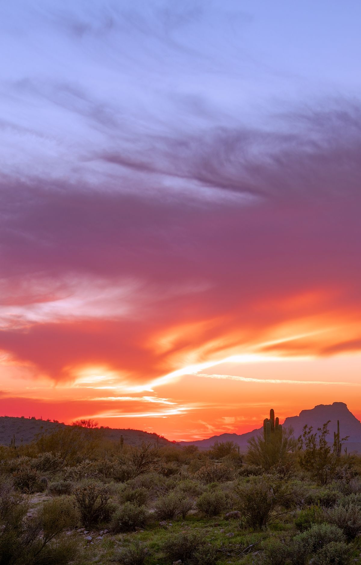 The Iconic Saguaro Cactus, Saguaro National Park