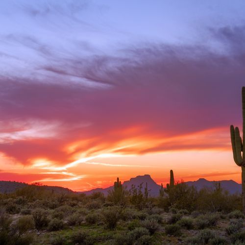Saguaro