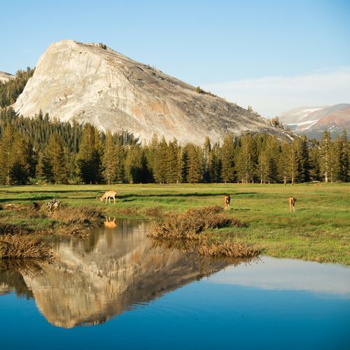 Tuolumne Meadows