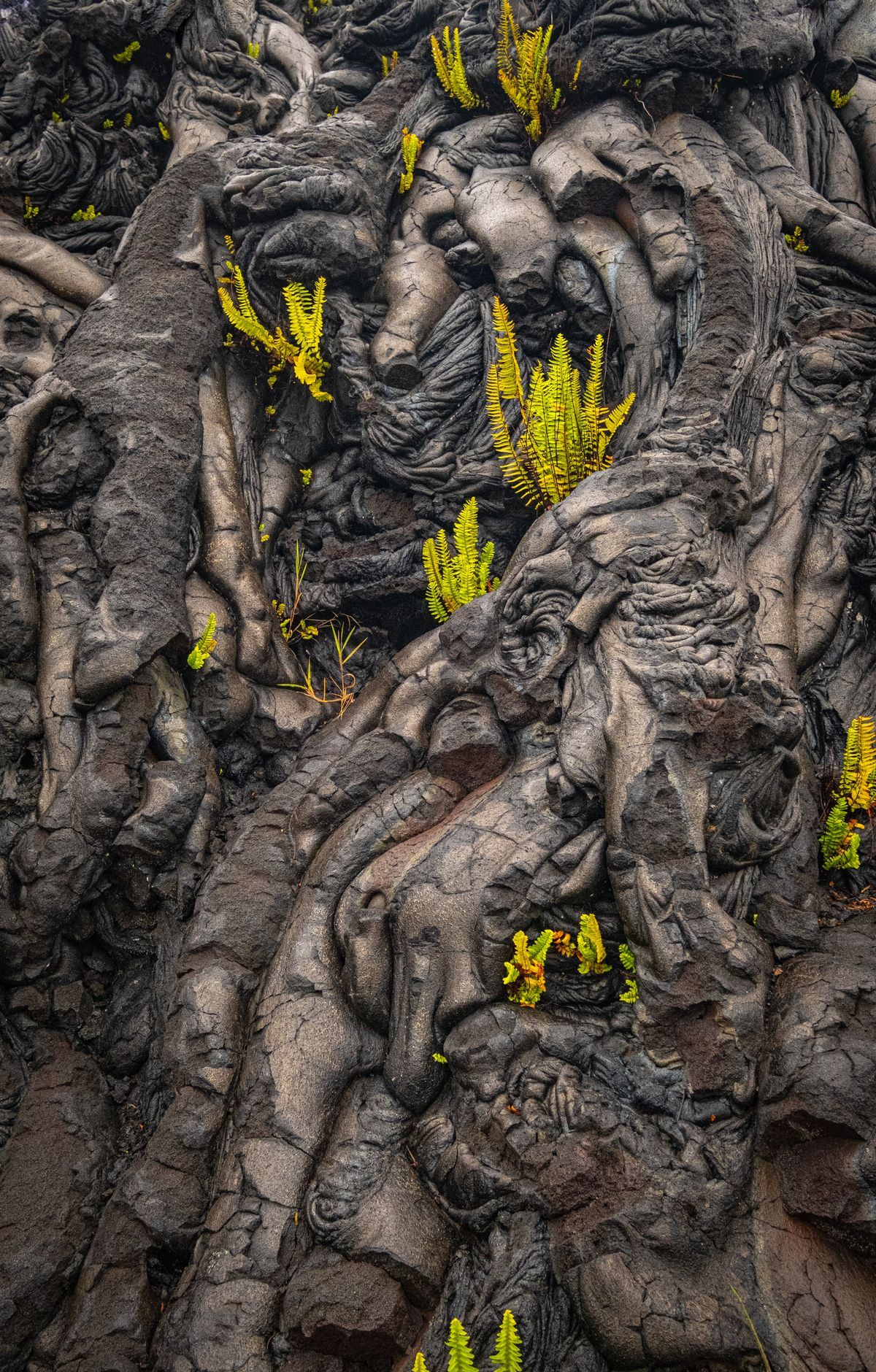 Hawaiʻi Volcanoes - Gallery thumbnail 2