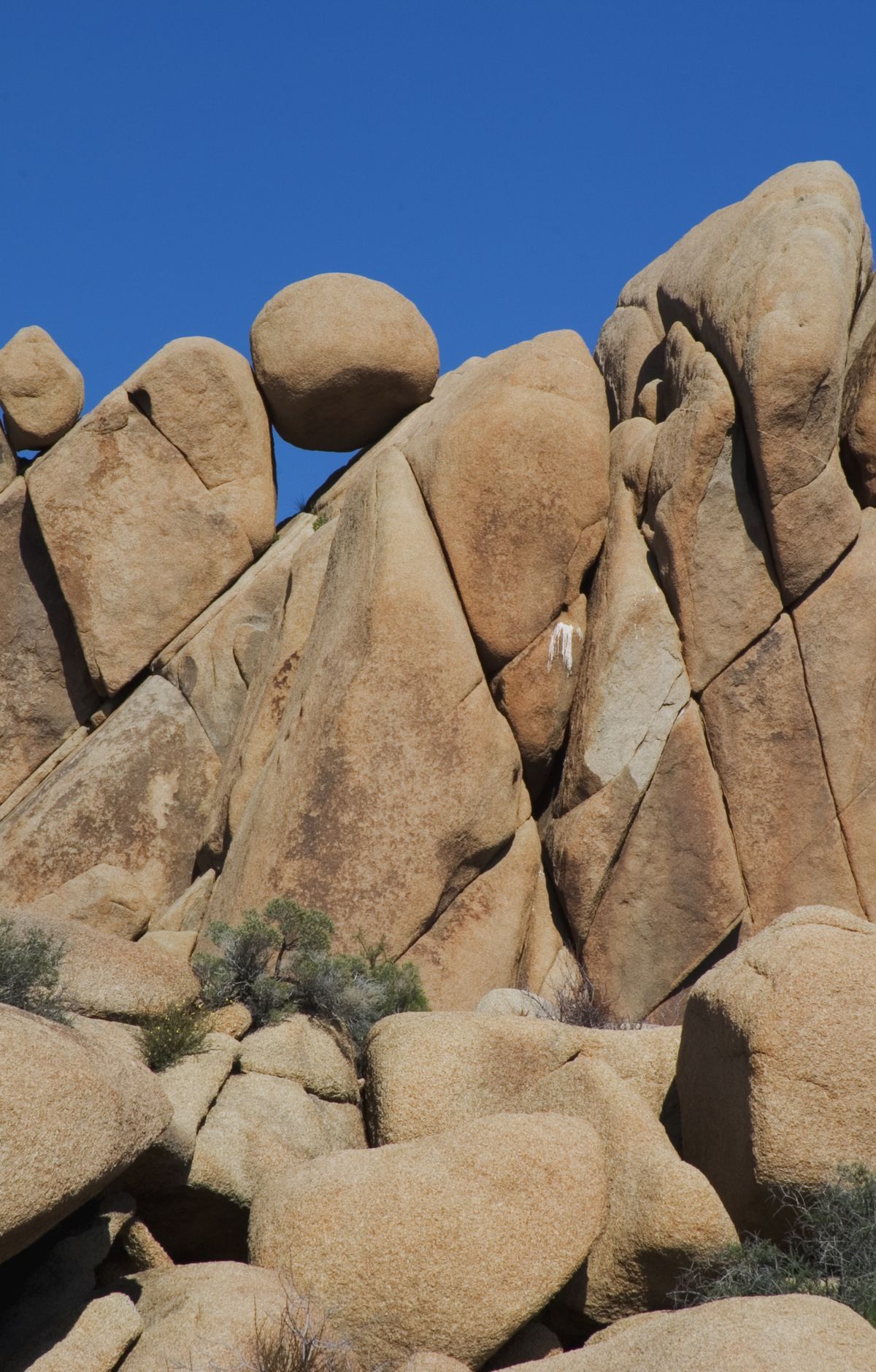 Joshua Tree - Gallery thumbnail 6