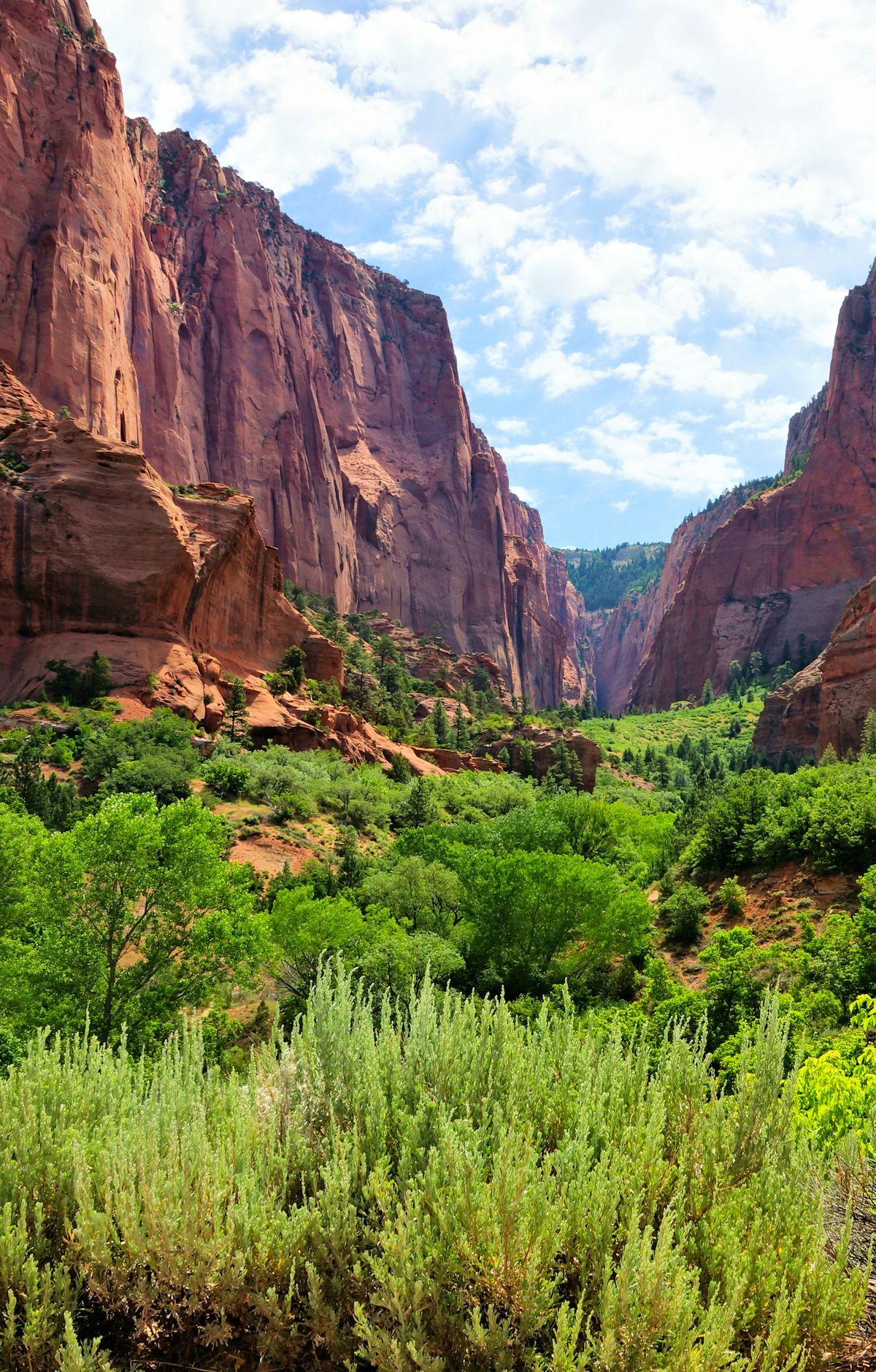Mule Deer to Mountain Lions: Zion's Wildlife, Zion National Park