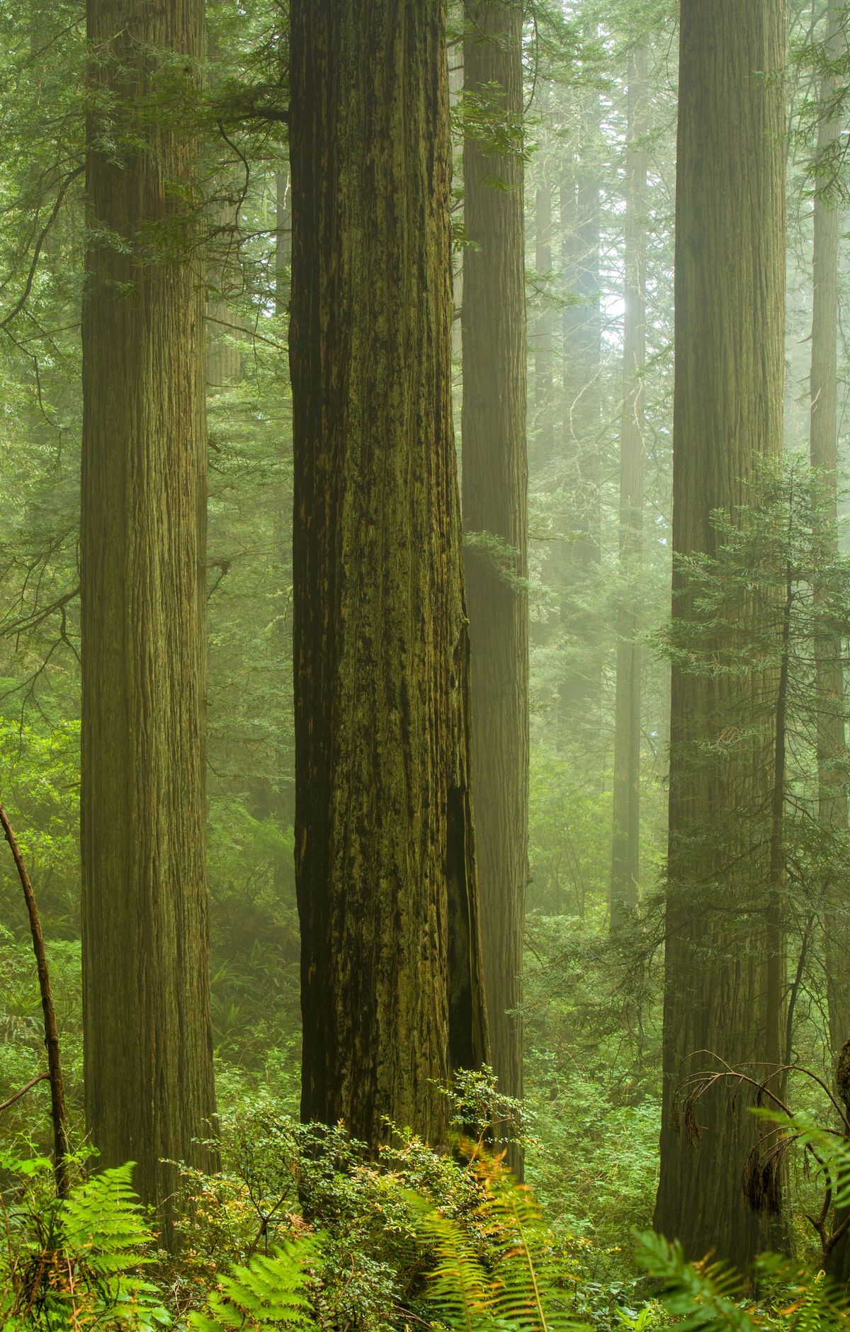 One Park, Four Managers: The 1994 Partnership, Redwood National and State Parks