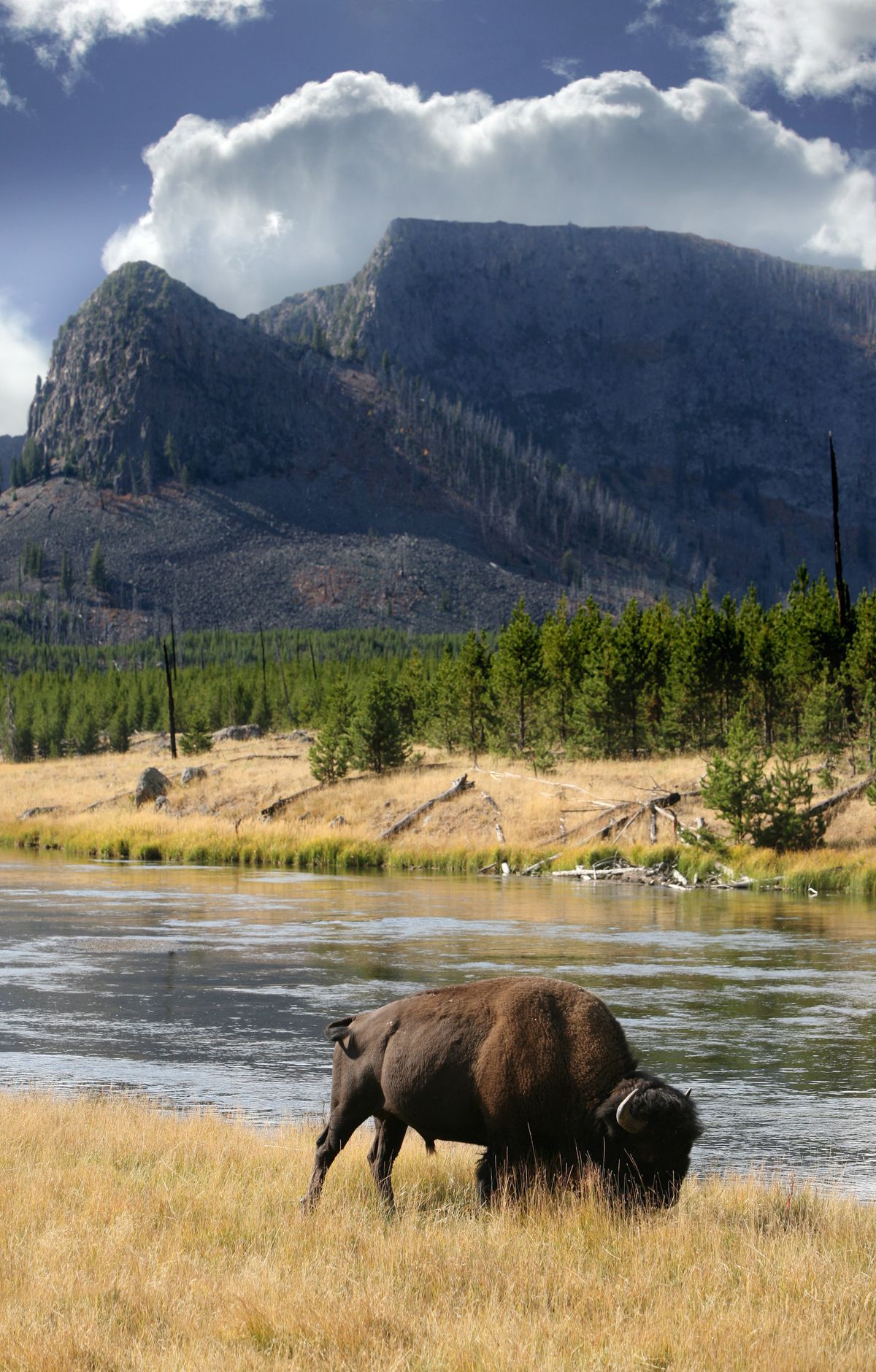 Yellowstone - Gallery thumbnail 3