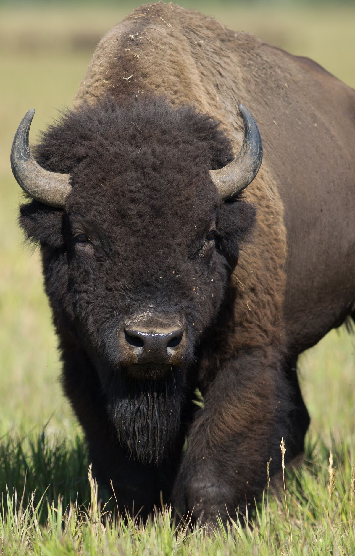Yellowstone - Gallery thumbnail 6