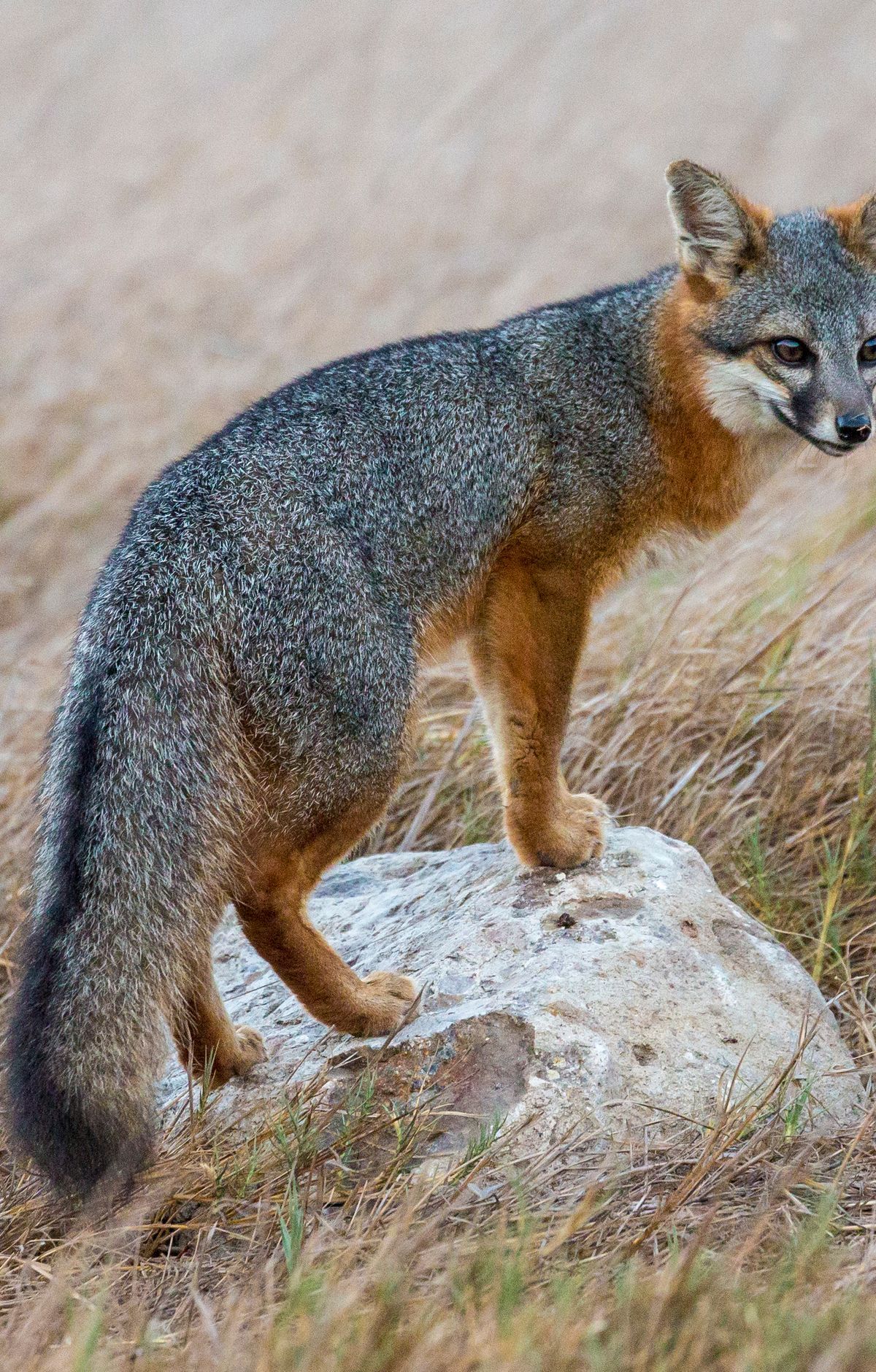 The Island Fox and Other Endemic Survivors, Channel Islands National Park
