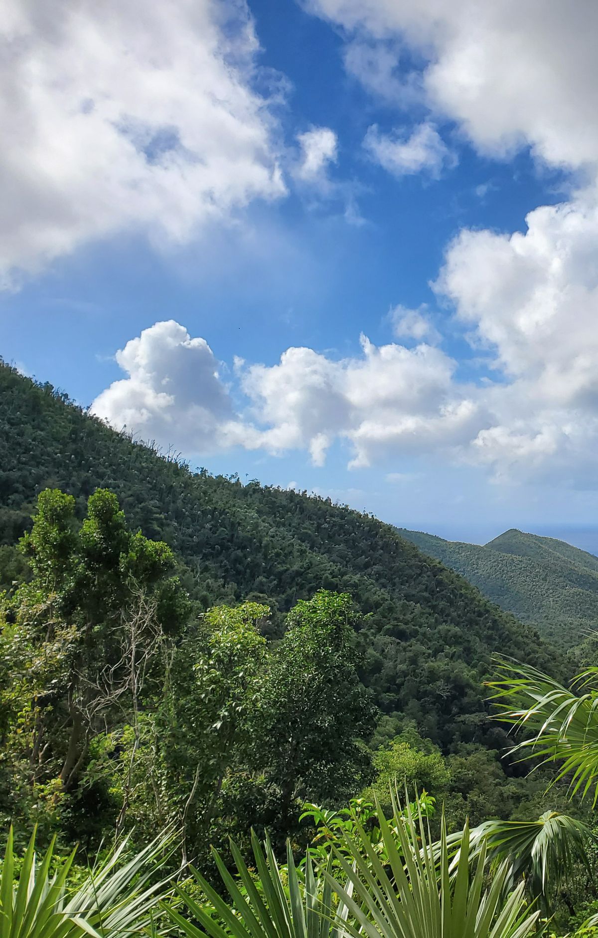 Bananaquits and 140 Bird Species of St. John, Virgin Islands National Park