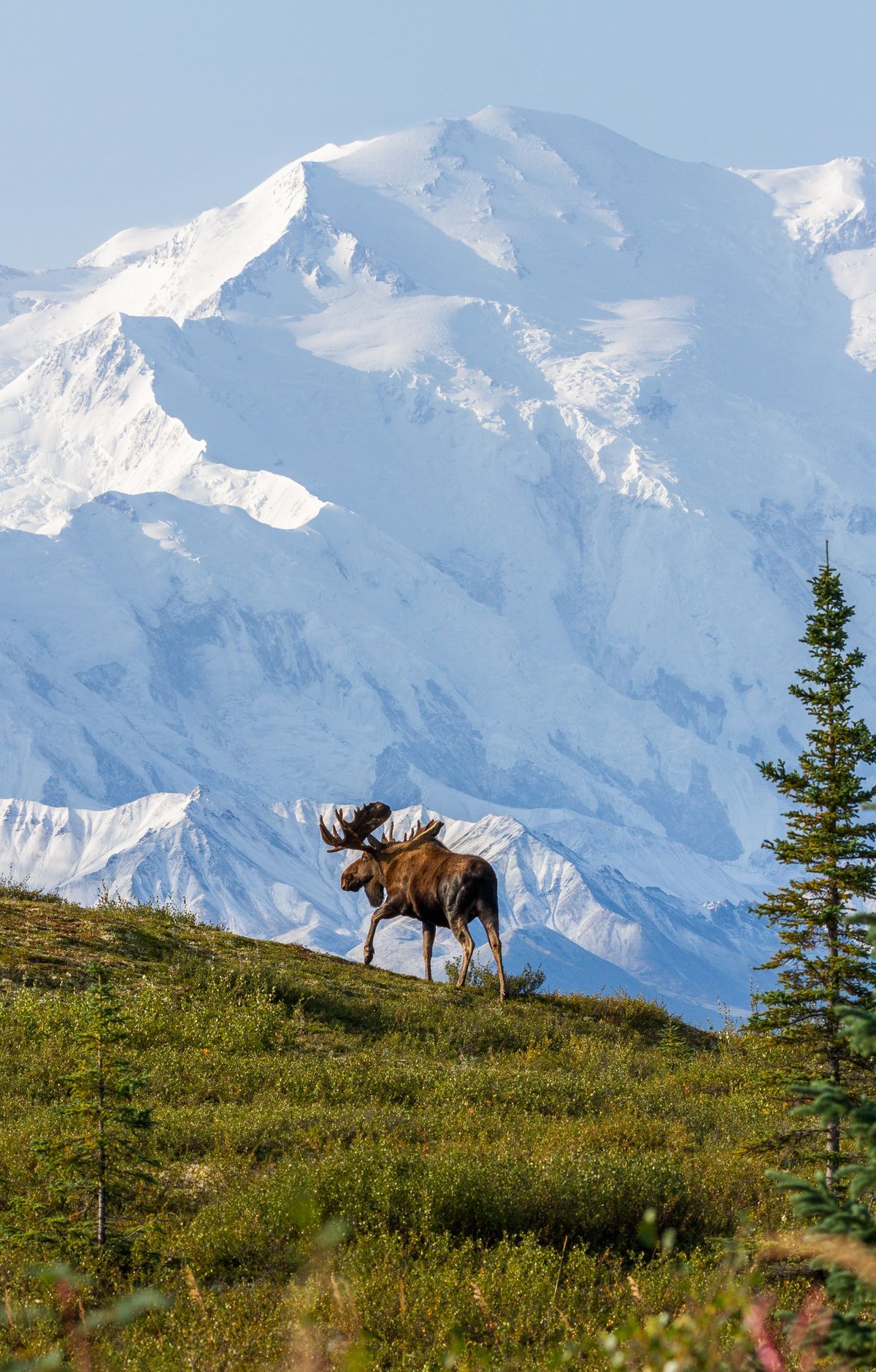 Denali - Gallery thumbnail 5