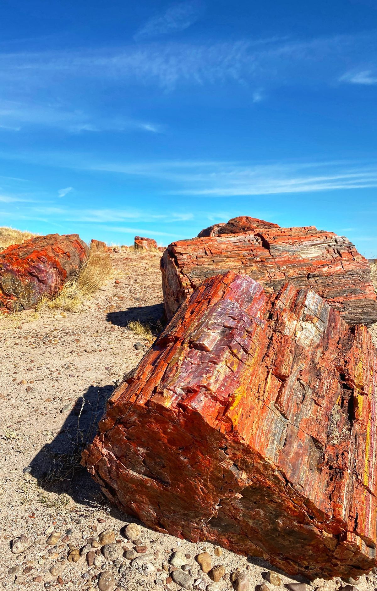 Rainbow Forest Museum and Giant Logs Loop, Petrified Forest National Park