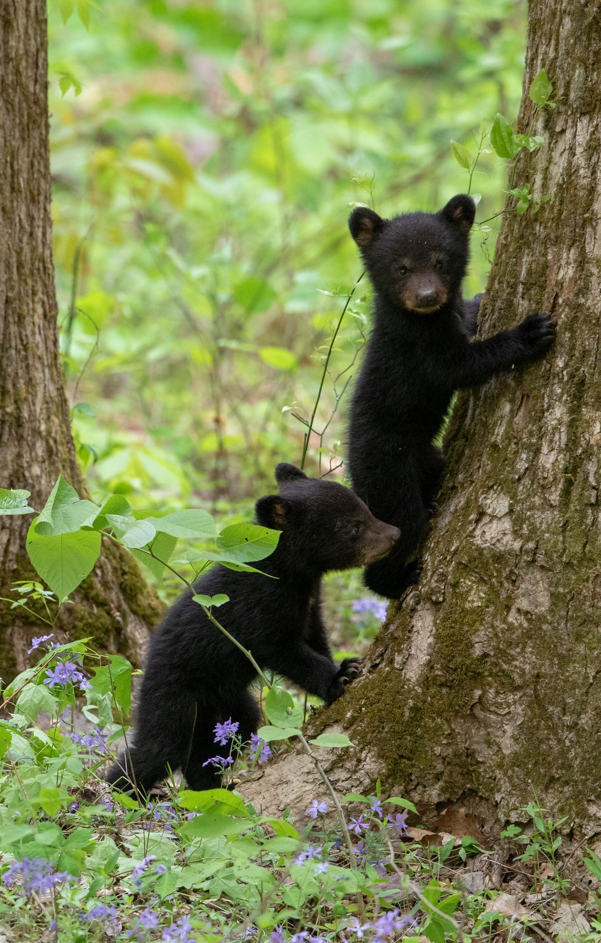 Great Smoky Mountains - Gallery thumbnail 6