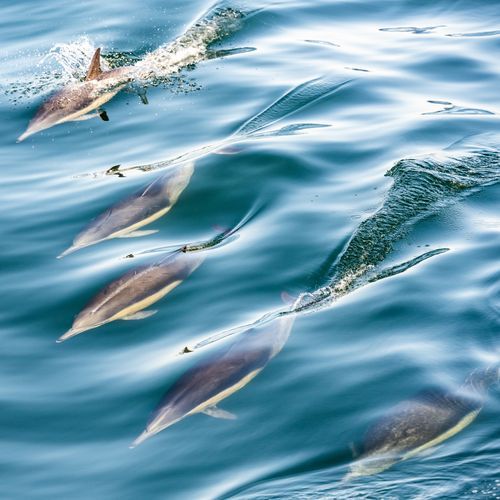 Santa Barbara Island
